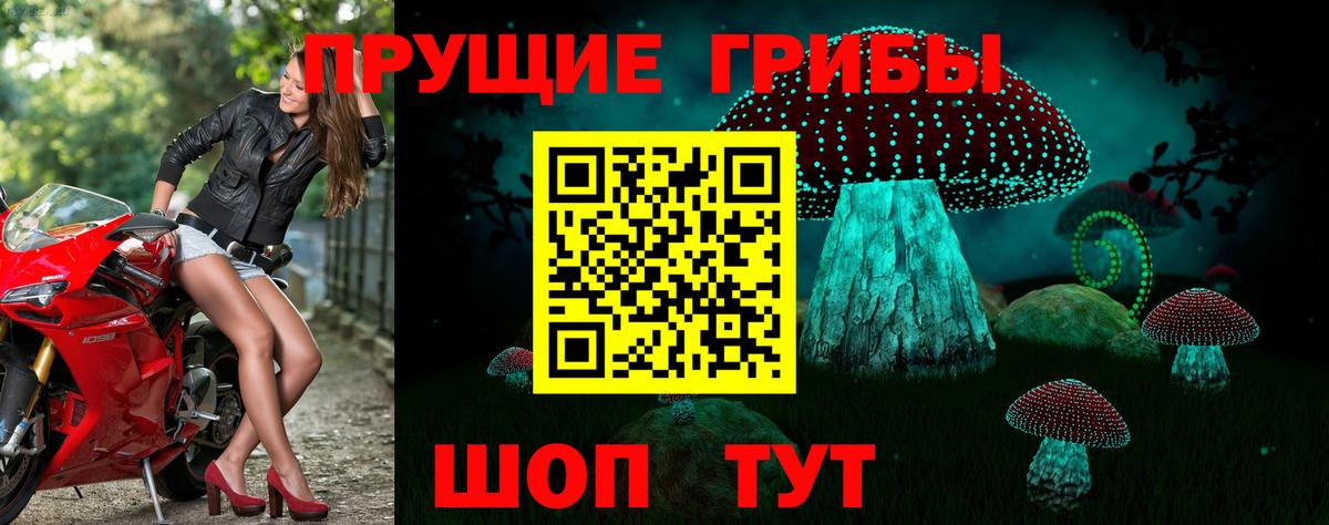 Галлюциногенные грибы Cubensis Псков